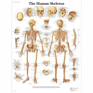 Human Skeleton Chart - Anatomical charts