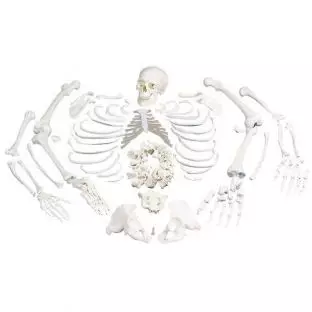 Disarticulated Skeleton - Anatomical models