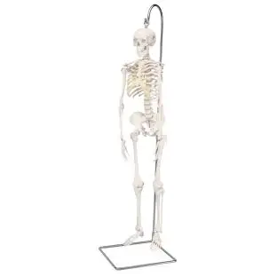 Shorty Mini Skeleton 94 cm - Skeleton models